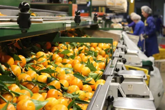 Por la crisis, citricultores advierten que podrían tirar miles de kilos de frutas