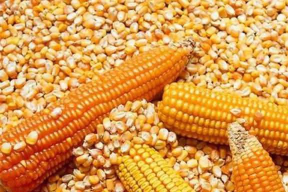 Creció el consumo forrajero de maíz en Entre Ríos durante 2025