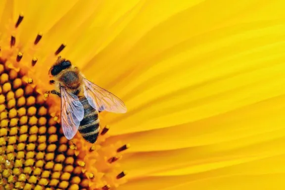 Por el impacto de El Niño bajaría la siembra de girasol