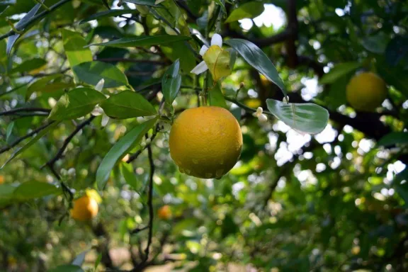 Crítico escenario para la exportación de citrus del nordeste