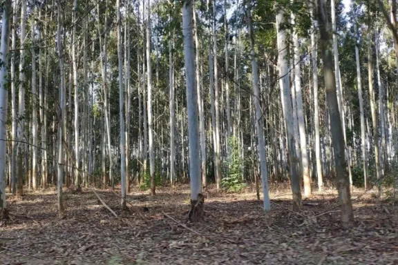 Desde el 24 de junio censarán la cadena forestal entrerriana