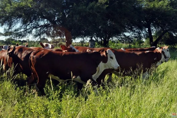 Gualeguaychú será sede de un congreso nacional clave para la ganadería
