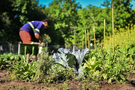 Entregan semillas de la temporada otoño-invierno para huertas familiares