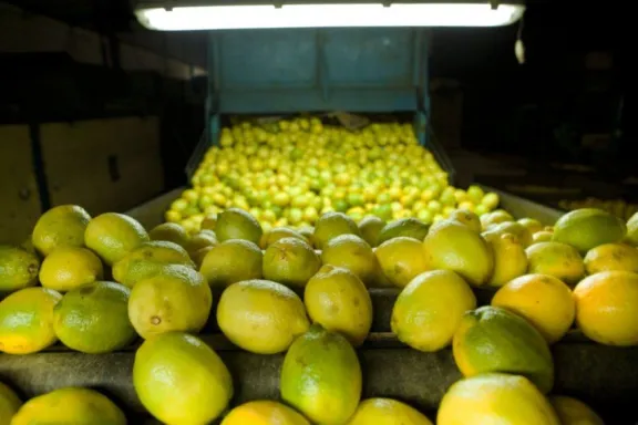 Las exportaciones del complejo de cítricos agrios crecieron 36% en valor