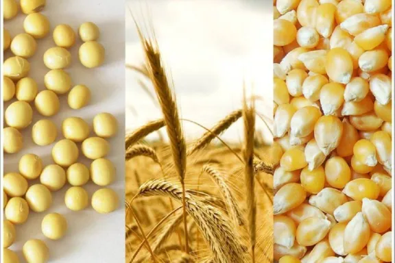 Proyectan que el agro liquidará más de u$s36.000 millones en 2026