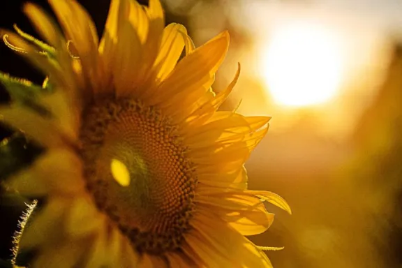 Nación extendió la baja de retenciones al maíz, girasol y sorgo