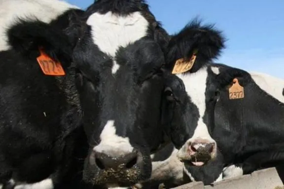 Cae el consumo de leche y los tambos entrerrianos se reconvierten para ser eficientes