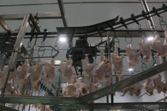 Reapertura del mercado de carne aviar con destino a la Unión Europea