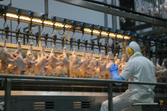 Argentina recuperó sus mercados avícolas: Chile y Perú vuelven a aceptar pollo nacional