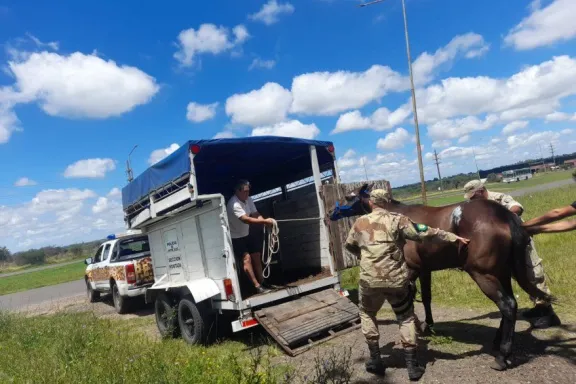 Controlan la presencia de equinos en la vía pública