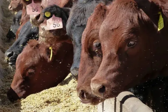 Convocan a una jornada técnica para engorde a corral en Paraná