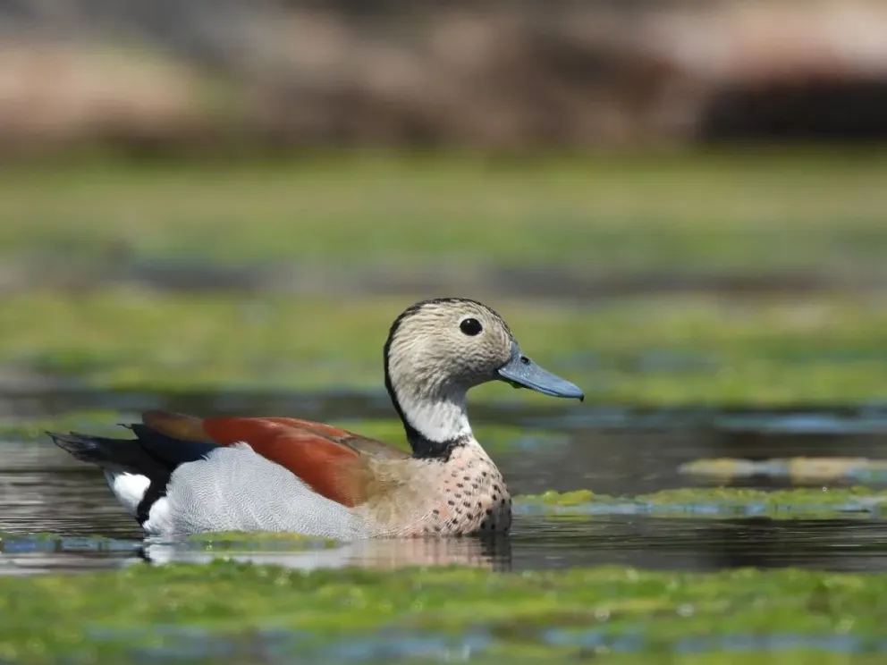 Crédito: Alfredo Zapata.