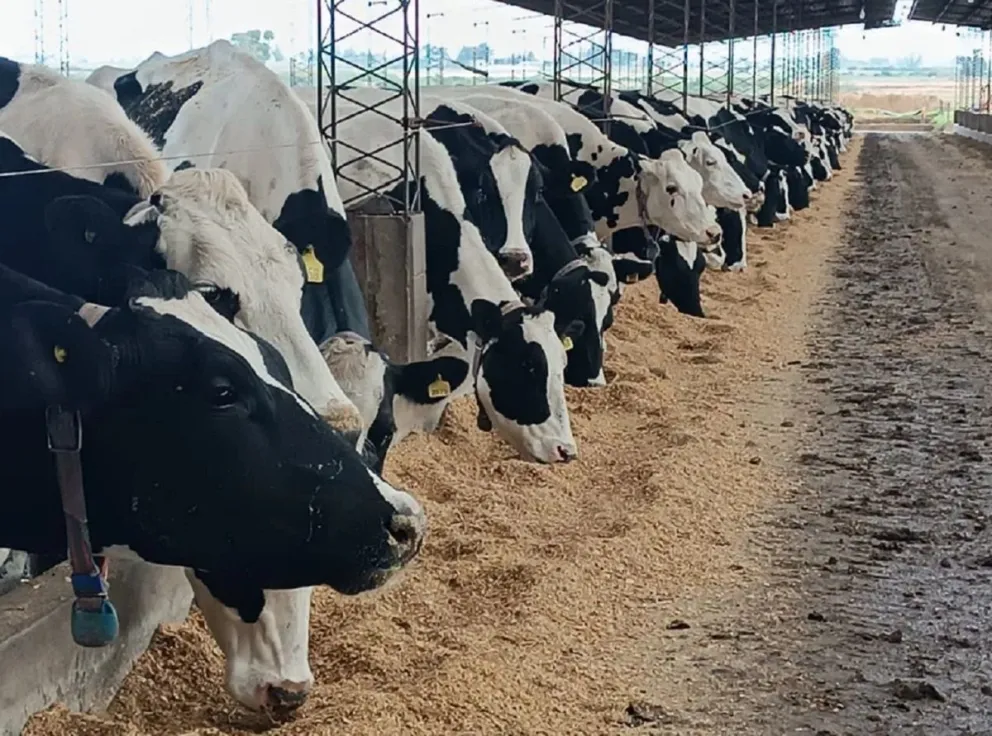 Crédito: El Baqueano.