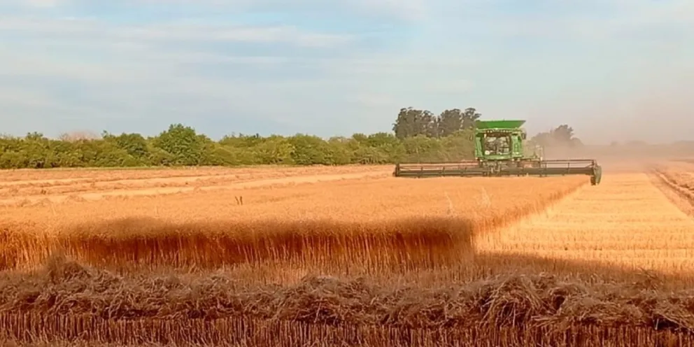 Crédito: Damián Grantón/SIBER.