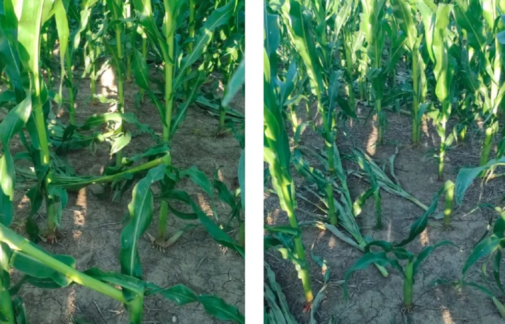 Crédito: Guillermo Kleisinger/SIBER.