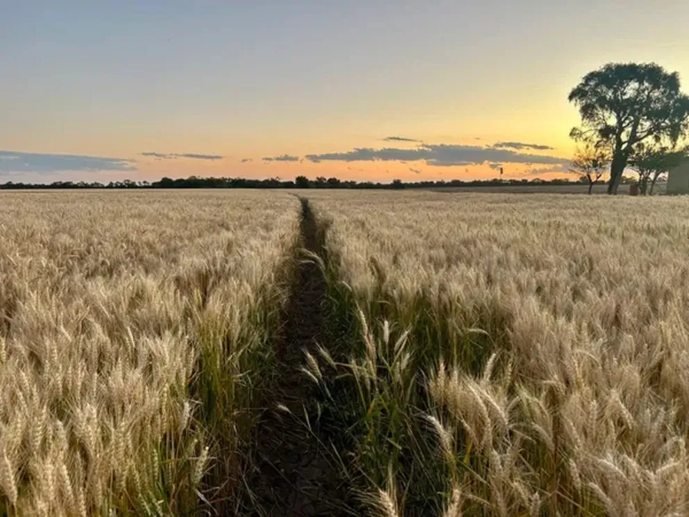 Crédito: @maguilarbenitez