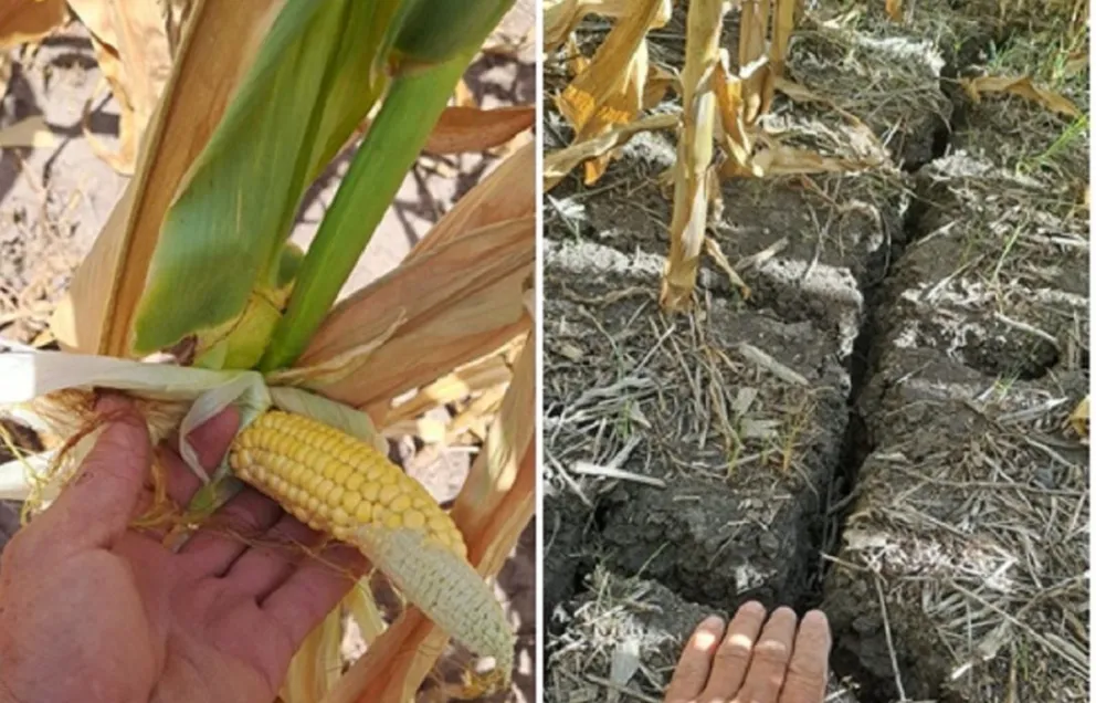 Crédito: Walter Urihg.