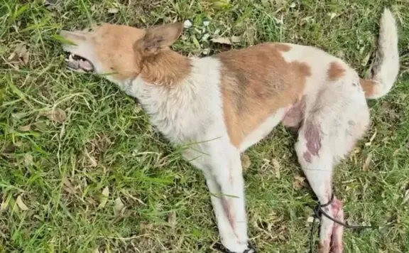Conmoción por el hallazgo de un perro sin vida y atado en Gualeguay