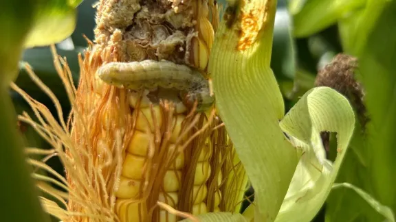 El 82% de los productores reportó daños en maíces Bt por lepidópteros