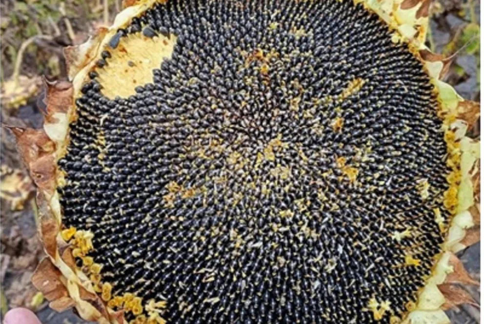 Crédito: Edgardo Sosa/SIBER.