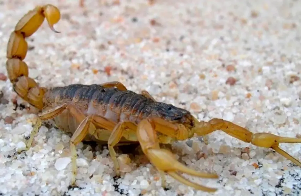 Foto Ilustrativa: Origen web