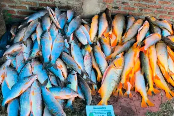 Decomisaron 190 piezas de pescado ilegal en operativo vial en Brazo Largo