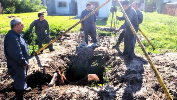 Un caballo cayó en un pozo de cimientos y trabajan para sacarlo