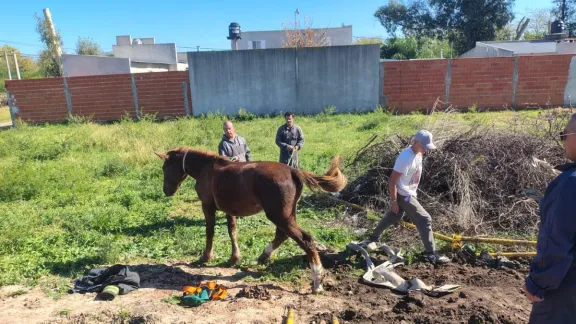 Un caballo fue rescatado de un pozo de cimientos