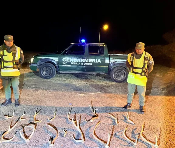 Gendarmería secuestró 16 astas de ciervo axis en un control de rutina en Gualeguaychú