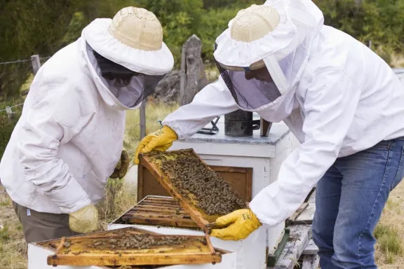 Sanidad apícola para el fortalecimiento de la producción de alimentos