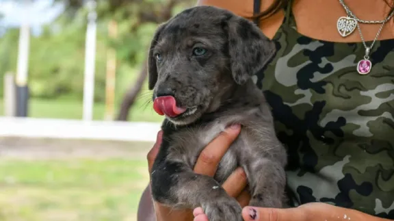 Mascotas: Del 1 al 5 de junio habrá castraciones gratuitas