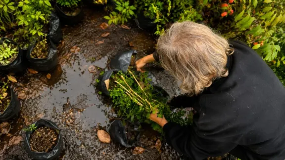 Prevención del HLB: Decomisan 51 plantas de mirto que está prohibida su venta