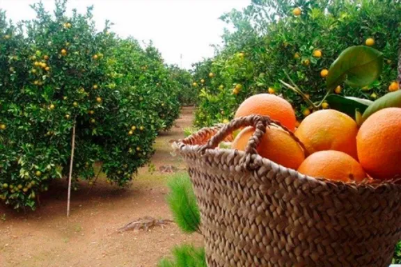 Citricultores entrerrianos en rojo: vender una naranja cuesta más de lo que pagan