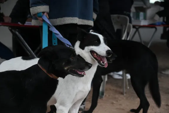 Cerca de 70 mascotas fueron vacunadas contra la rabia
