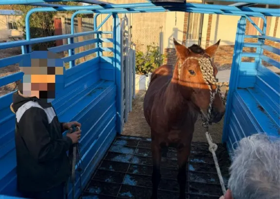 Rescataron a un caballo de las calles