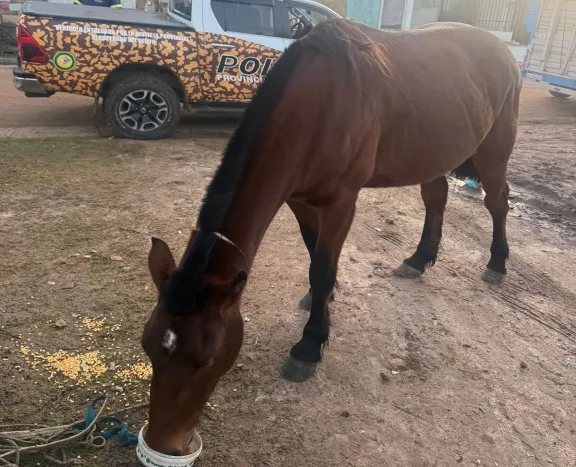 Rescataron al caballo que se usó para cargar un chasis de un auto