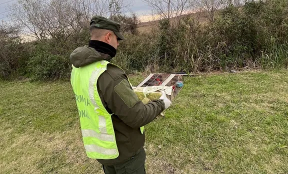 Ceibas: rescataron a 30 cardenales de copete rojo