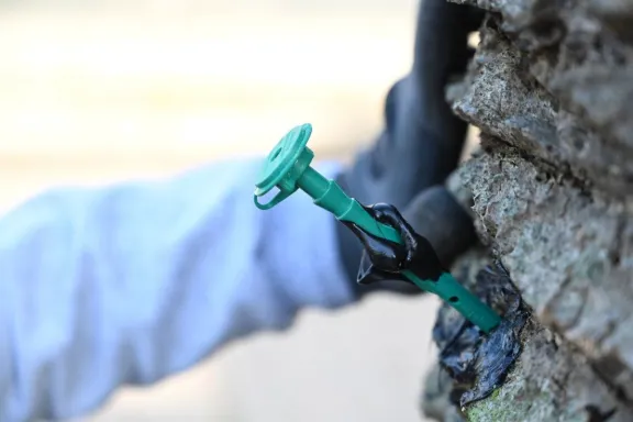 Las palmeras de Rocamora y Primera Junta reciben tratamiento preventivo contra el picudo rojo