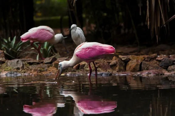 Recomiendan la prevención de la influenza aviar en aves silvestres