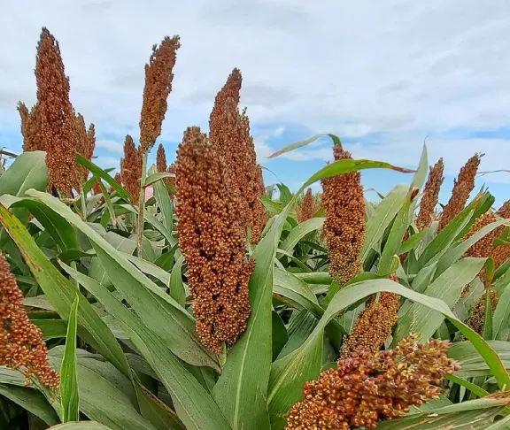 El sorgo no hospeda chicharrita y se consolida como negocio