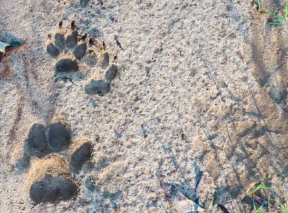 Confirman la presencia de un puma en la Reserva El Potrero de Gualeguaychú