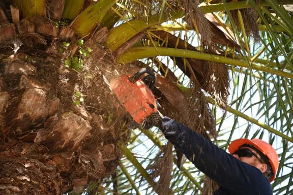 Colocan sensores en palmeras de Rocamora y Primera Junta para detectar ataques de picudo rojo