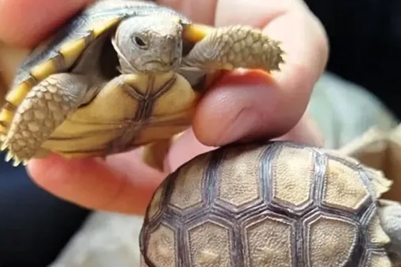 Interceptaron en Paraná un delivery de animales silvestres con seis tortugas