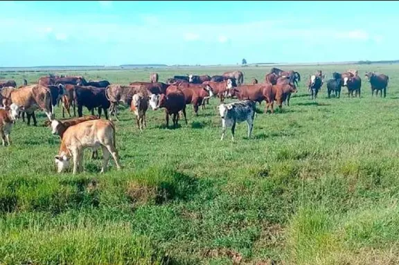 Un productor rural denunció el robo de 50 vacunos en un campo ubicado junto a la Ruta 14
