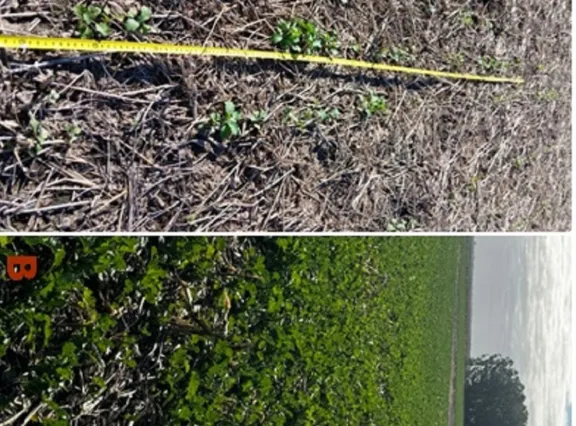 Un 85% de las brassicaceas están en buen estado en la provincia