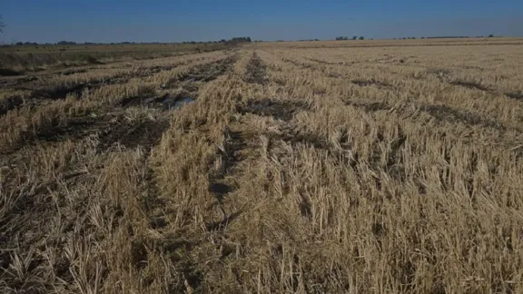 Luciano Challio: Pese a la crisis, somos seguimos apostando al arroz