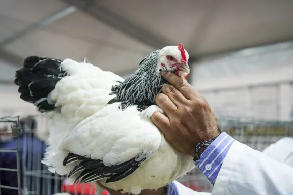 Tras cuatro años, las aves regresaron a Palermo con su color y sonido