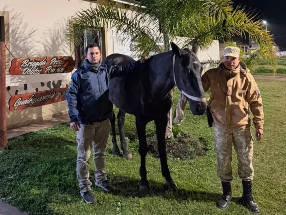 La Brigada Abigeato recuperó tres caballos robados y secuestró armas