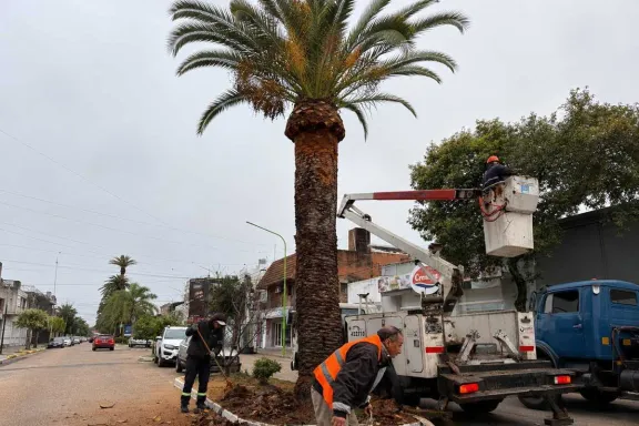 Enfermedad de palmeras: destacan las medidas preventivas locales