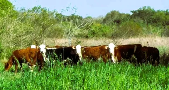 Recuperaron 124.000 hectáreas de tierras fiscales en la zona de Gualeguay